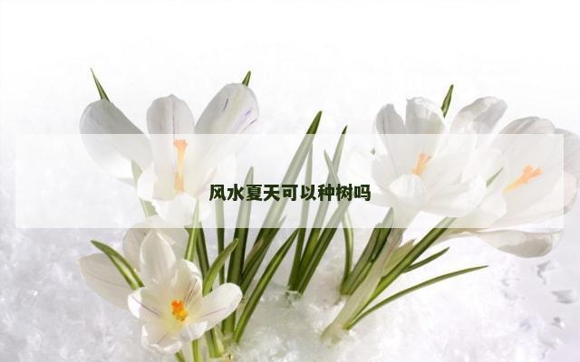 风水夏天可以种树吗