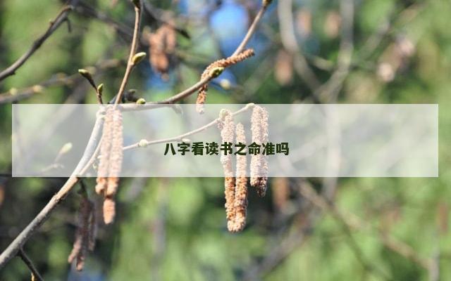 八字看读书之命准吗