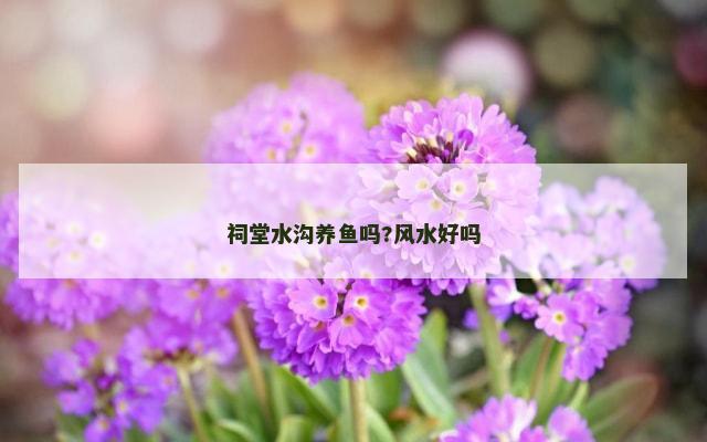 祠堂水沟养鱼吗?风水好吗