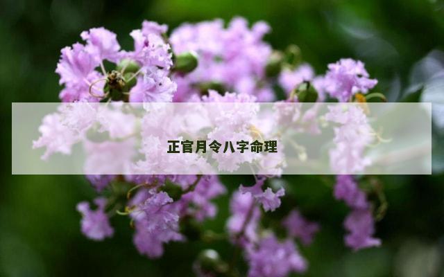 正官月令八字命理