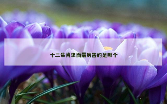 十二生肖里面最厉害的是哪个