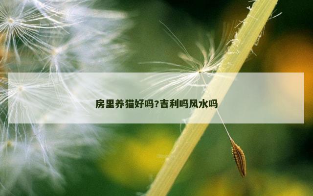 房里养猫好吗?吉利吗风水吗