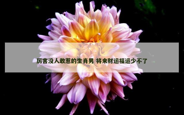 厉害没人敢惹的生肖男 将来财运福运少不了