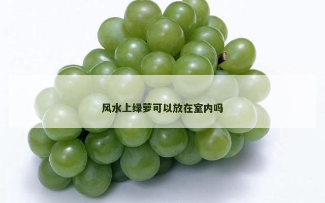 风水上绿萝可以放在室内吗