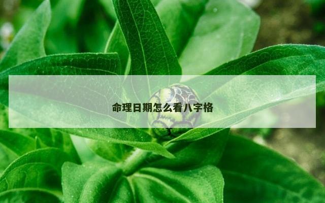 命理日期怎么看八字格