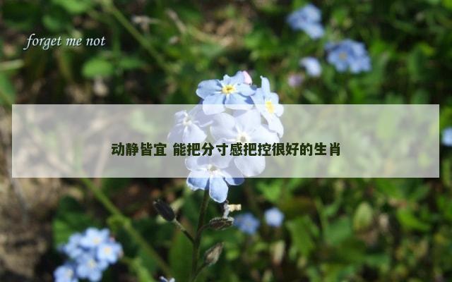 动静皆宜 能把分寸感把控很好的生肖