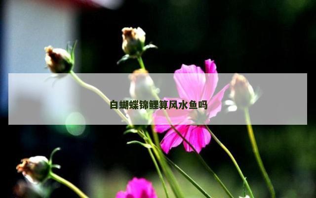 白蝴蝶锦鲤算风水鱼吗