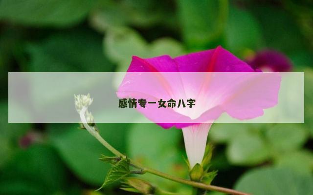 感情专一女命八字