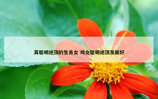 真聪明绝顶的生肖女 鸡女聪明绝顶发展好