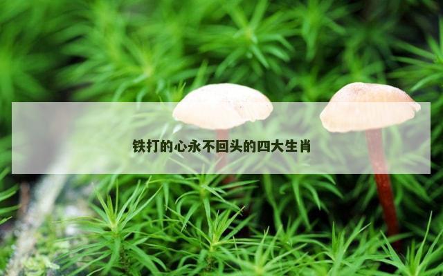 铁打的心永不回头的四大生肖