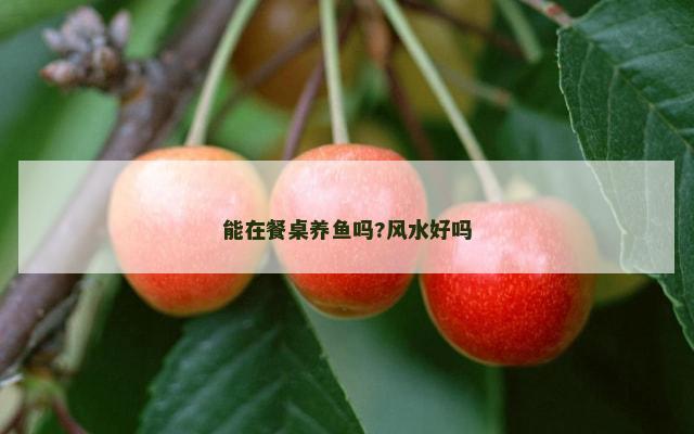 能在餐桌养鱼吗?风水好吗