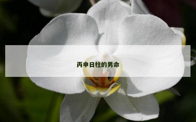 丙申日柱的男命