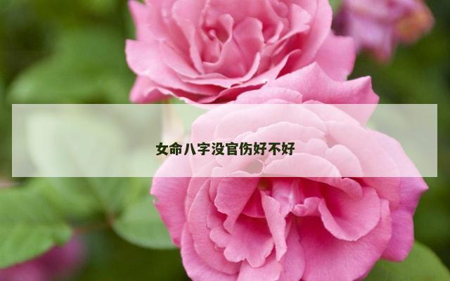女命八字没官伤好不好
