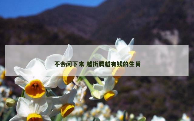 不会闲下来 越折腾越有钱的生肖