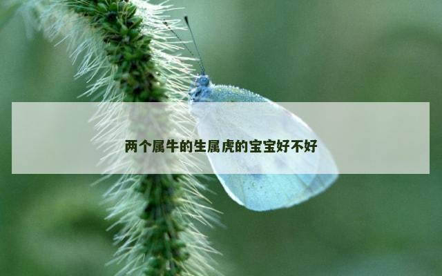 两个属牛的生属虎的宝宝好不好