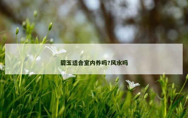 碧玉适合室内养吗?风水吗