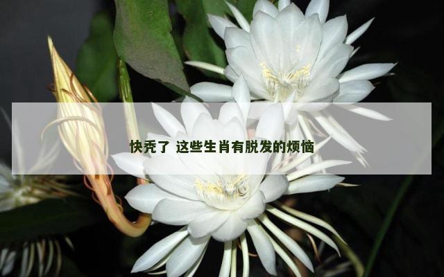 快秃了 这些生肖有脱发的烦恼