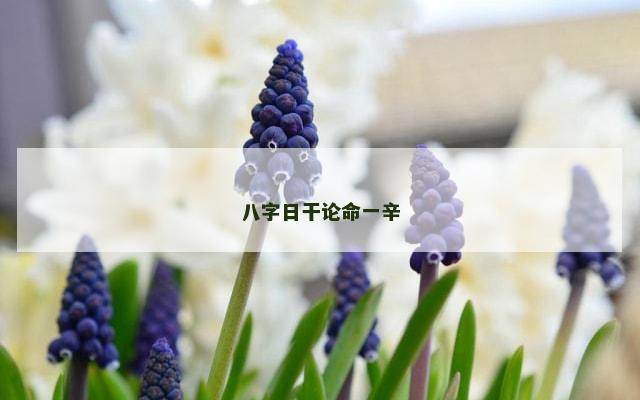 八字日干论命一辛