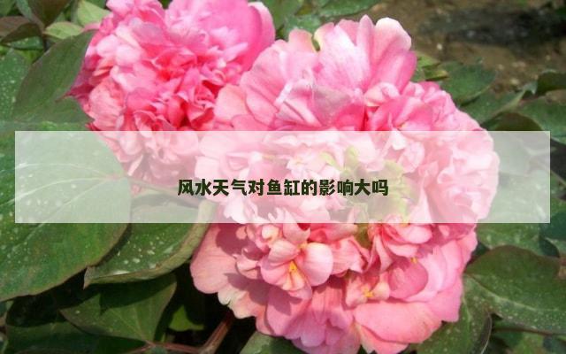 风水天气对鱼缸的影响大吗