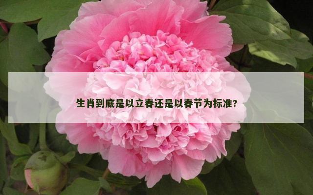 生肖到底是以立春还是以春节为标准?