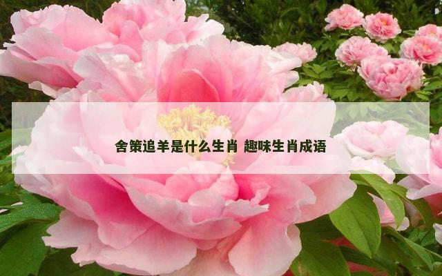 舍策追羊是什么生肖 趣味生肖成语