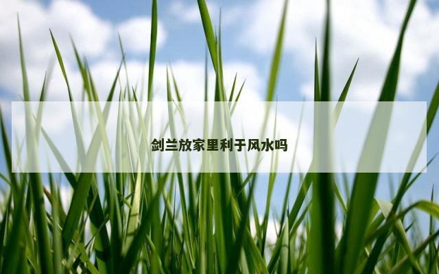 剑兰放家里利于风水吗