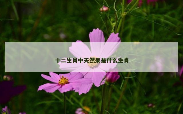 十二生肖中天然呆是什么生肖