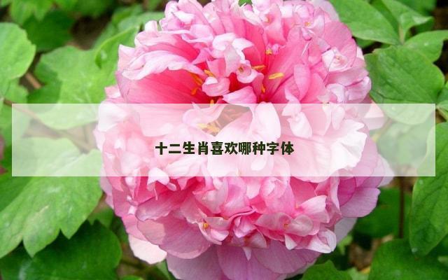 十二生肖喜欢哪种字体
