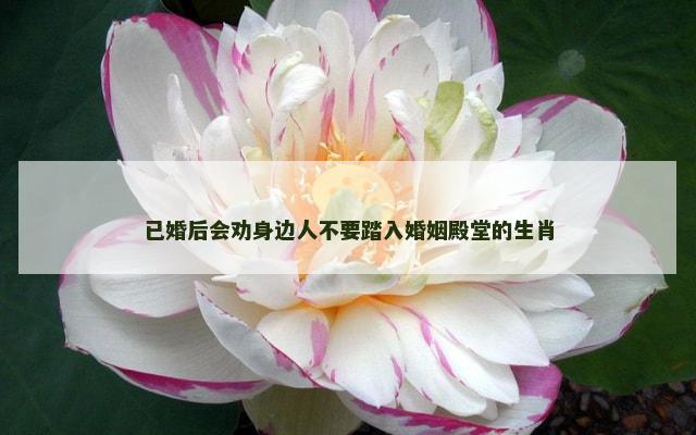已婚后会劝身边人不要踏入婚姻殿堂的生肖