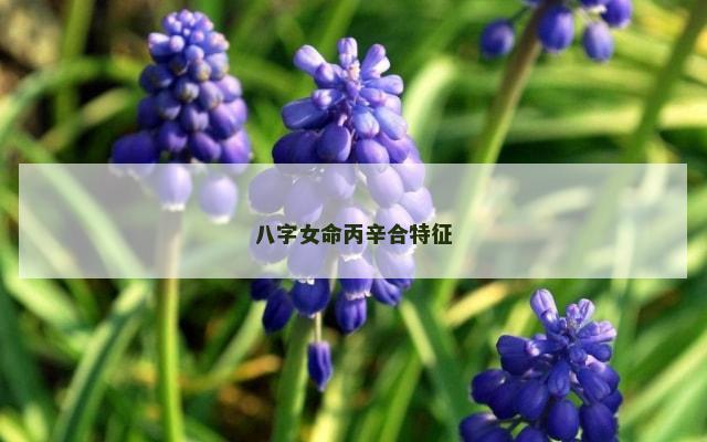 八字女命丙辛合特征