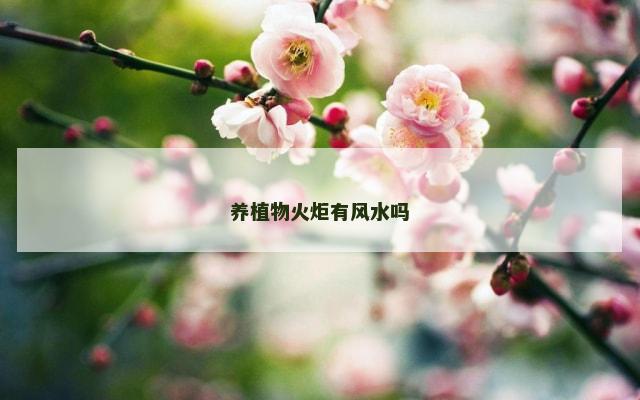 养植物火炬有风水吗