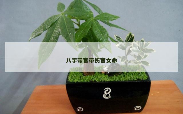 八字带官带伤官女命