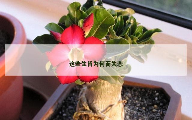 这些生肖为何而失恋