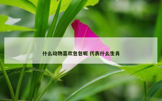 什么动物喜欢包包呢 代表什么生肖