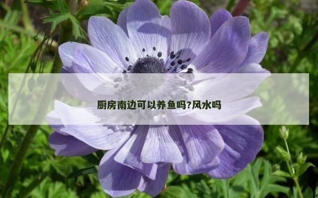 厨房南边可以养鱼吗?风水吗