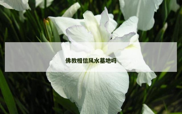 佛教相信风水墓地吗