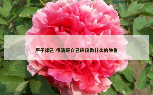 严于律己 很清楚自己应该做什么的生肖