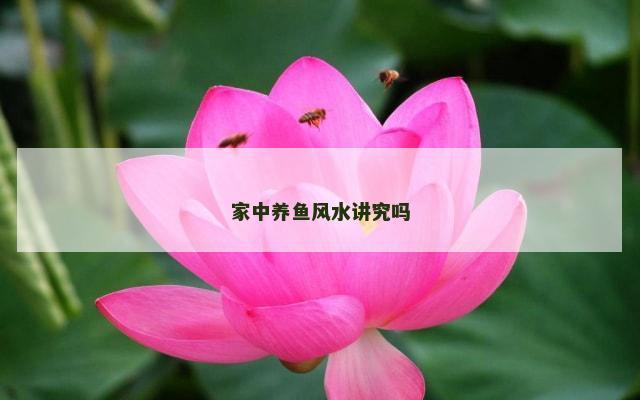 家中养鱼风水讲究吗