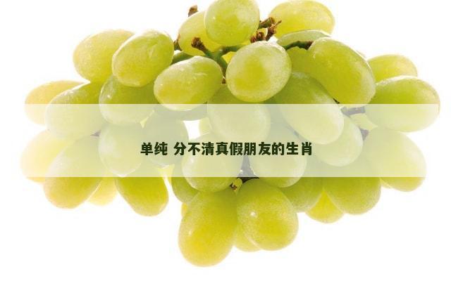 单纯 分不清真假朋友的生肖