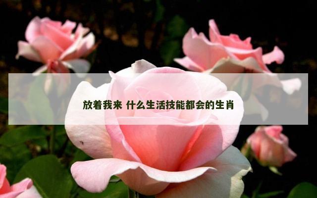放着我来 什么生活技能都会的生肖