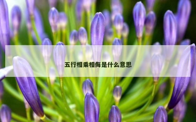 五行相乘相侮是什么意思