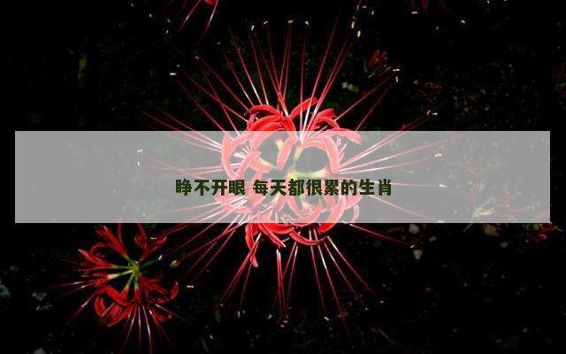 睁不开眼 每天都很累的生肖