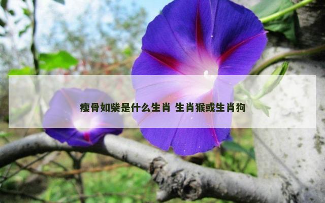 瘦骨如柴是什么生肖 生肖猴或生肖狗