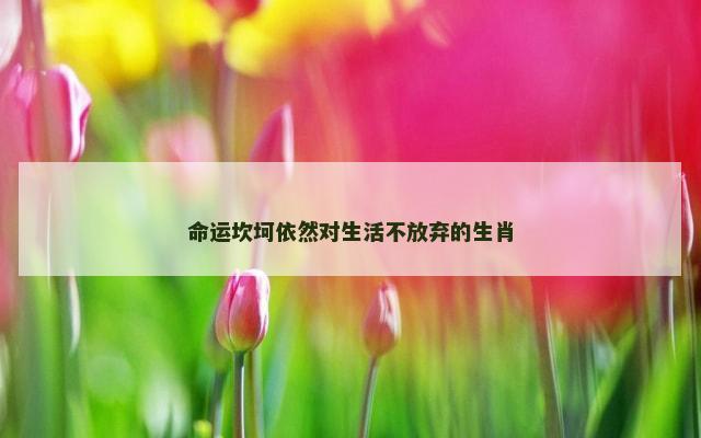 命运坎坷依然对生活不放弃的生肖