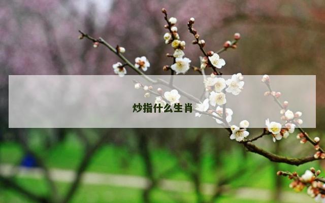 炒指什么生肖
