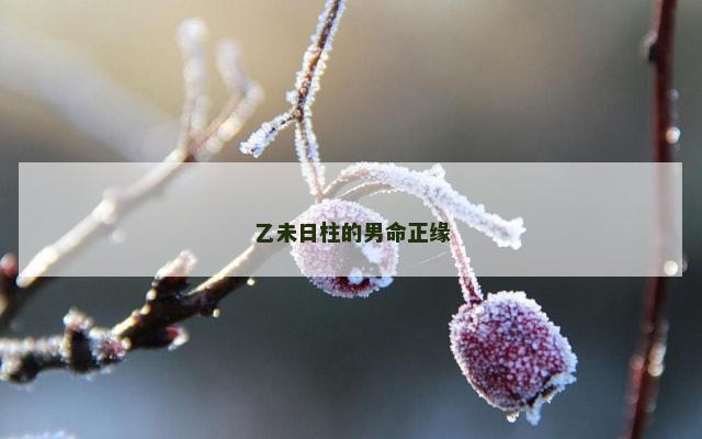 乙未日柱的男命正缘