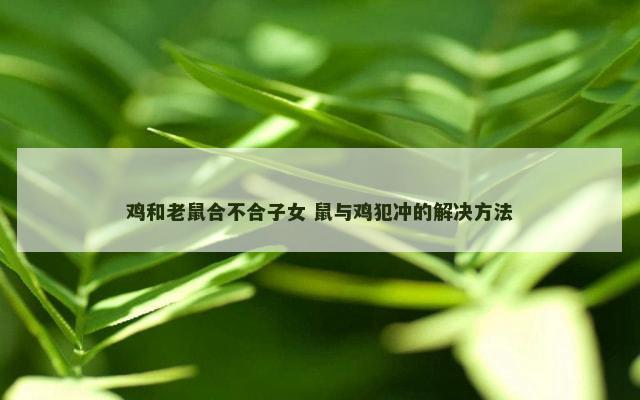 鸡和老鼠合不合子女 鼠与鸡犯冲的解决方法