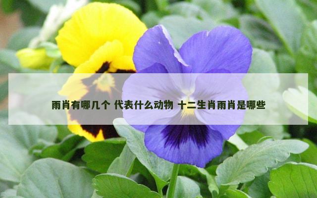 雨肖有哪几个 代表什么动物 十二生肖雨肖是哪些