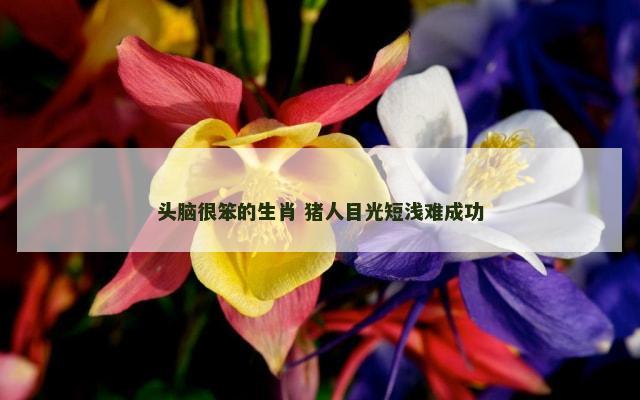 头脑很笨的生肖 猪人目光短浅难成功