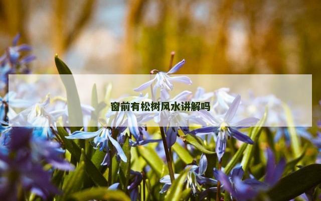 窗前有松树风水讲解吗